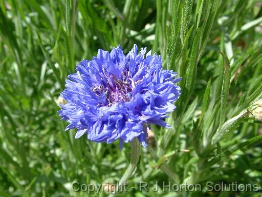 Cornflower blue_3 